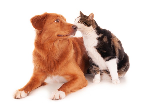 Pour une bonne cohabitation chat et chien, donnez-leur chacun leur propre espace